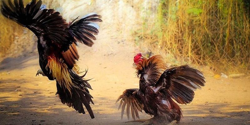 Quy định đá gà C1